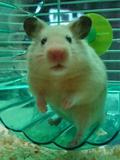 I'm not a pig! I'm not a pig!