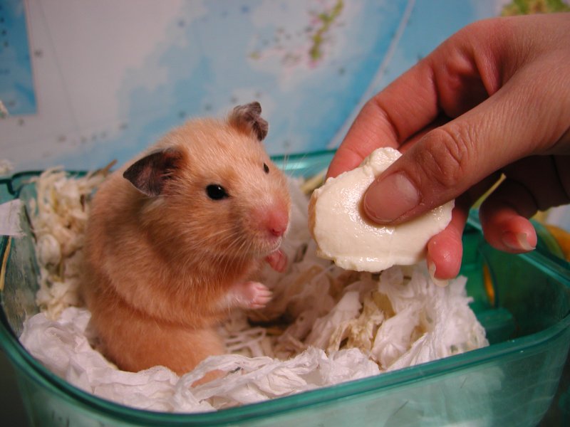 http://www.baruchito.com/media/7/20050413-nana_tofu_01.jpg