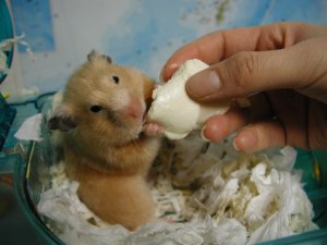 How to eat tofu! How to eat tofu!