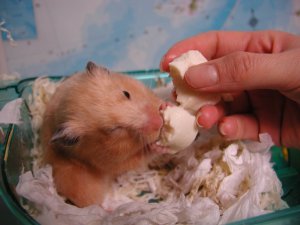 How to eat tofu! How to eat tofu!