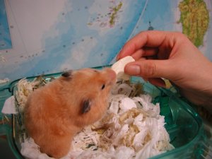 How to eat tofu! How to eat tofu!