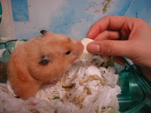 How to eat tofu! How to eat tofu!