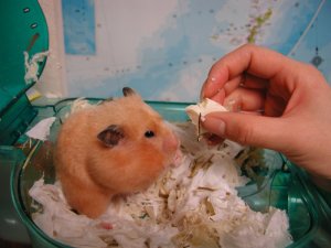How to eat tofu! How to eat tofu!