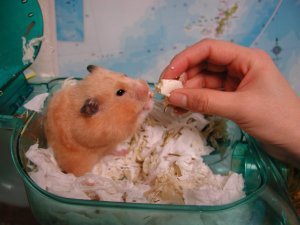 How to eat tofu! How to eat tofu!