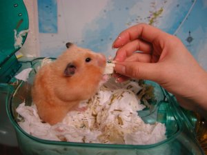 How to eat tofu! How to eat tofu!