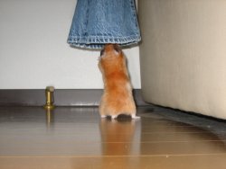 Looking for Papa's leg Looking for Papa's leg