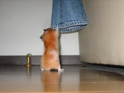 Looking for Papa's leg Looking for Papa's leg
