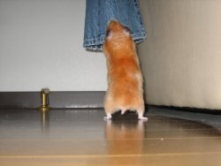 Looking for Papa's leg Looking for Papa's leg