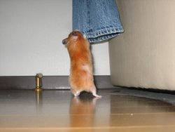 Looking for Papa's leg Looking for Papa's leg