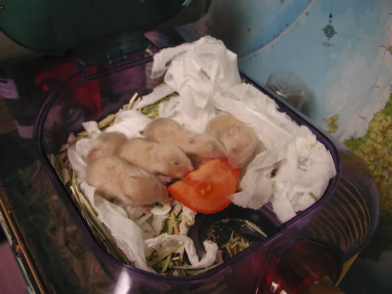 Baby hamsters sleeping together