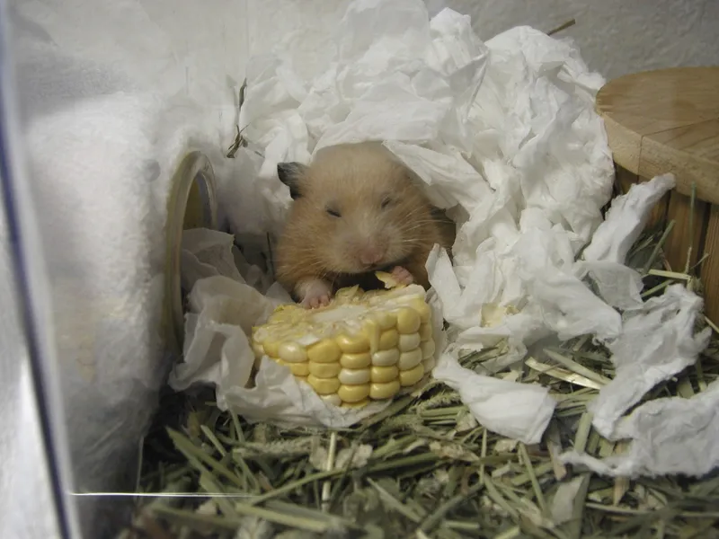 Hamster eating corn in its cozy nest