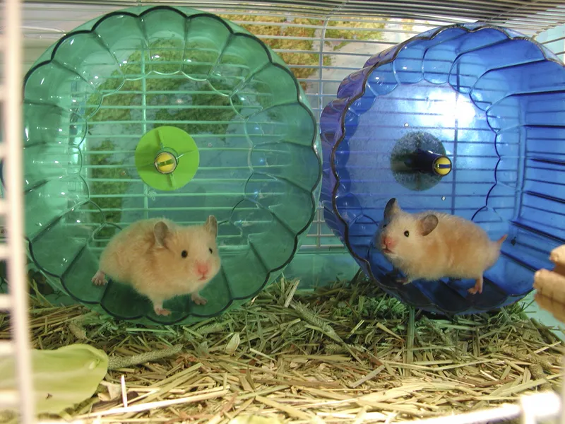Two hamsters on their exercise wheels