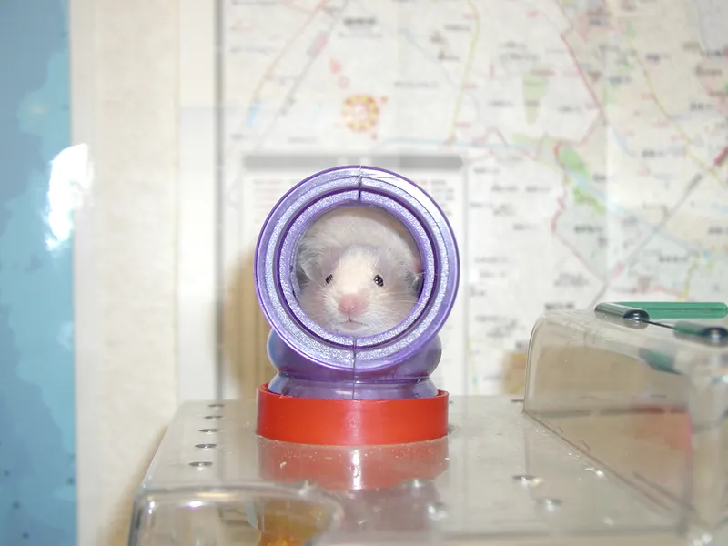 Hamster peeking through a purple tube