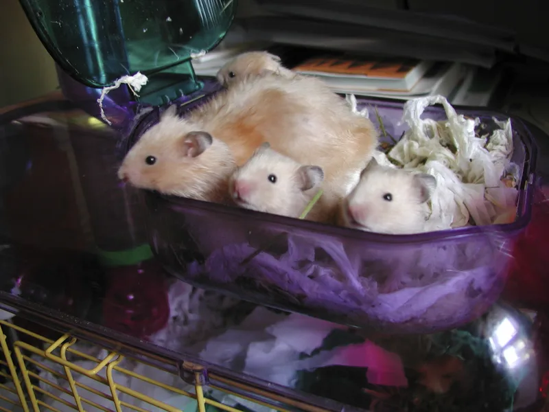 Three hamsters crowded in a cozy box