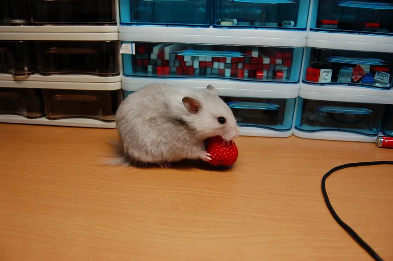 Hamster taking a treat from a hand